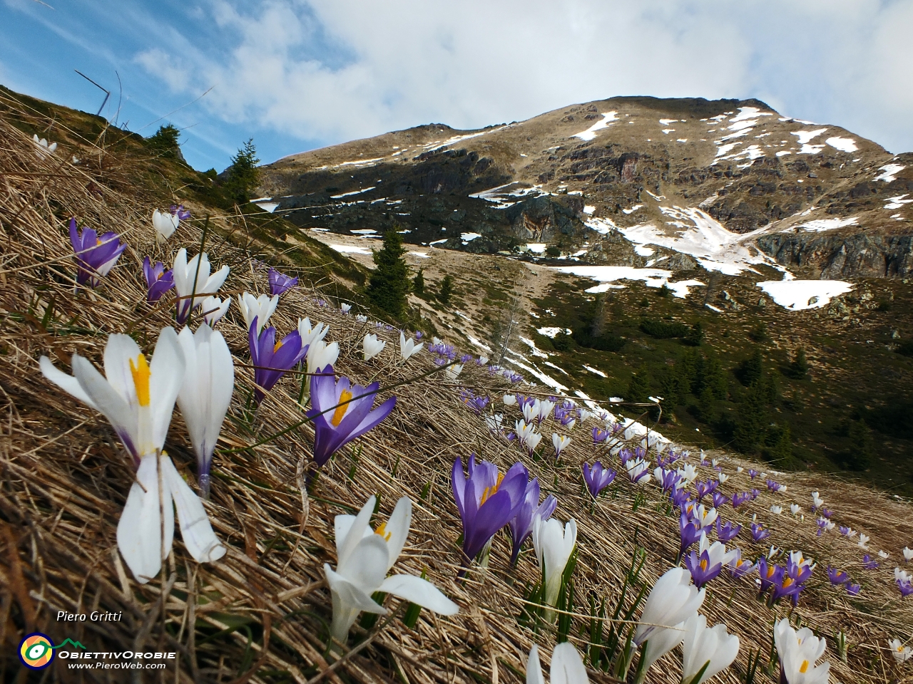 21 Crocus bianchi e viola.JPG